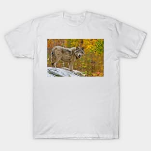 Gray Wolf T-Shirt